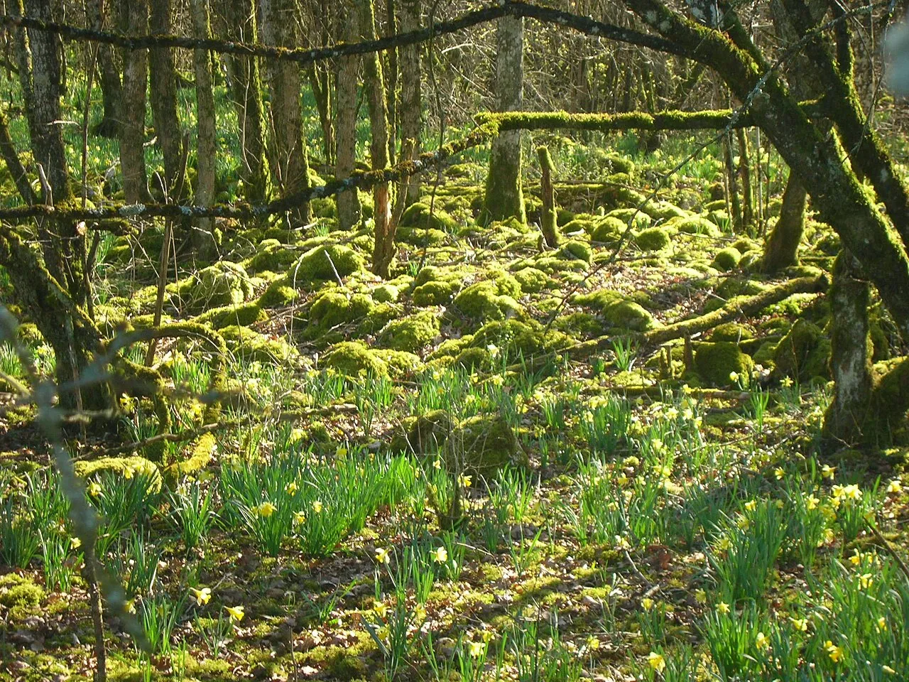 Forêt d'Arc en Barrois en Haute-Marne