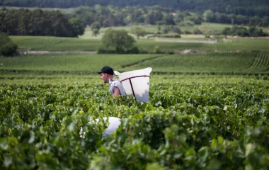 Photo - Vendanges en Bourgogne